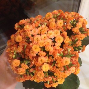 Dasha_111