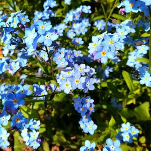 forgetmenot