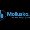 Molluska