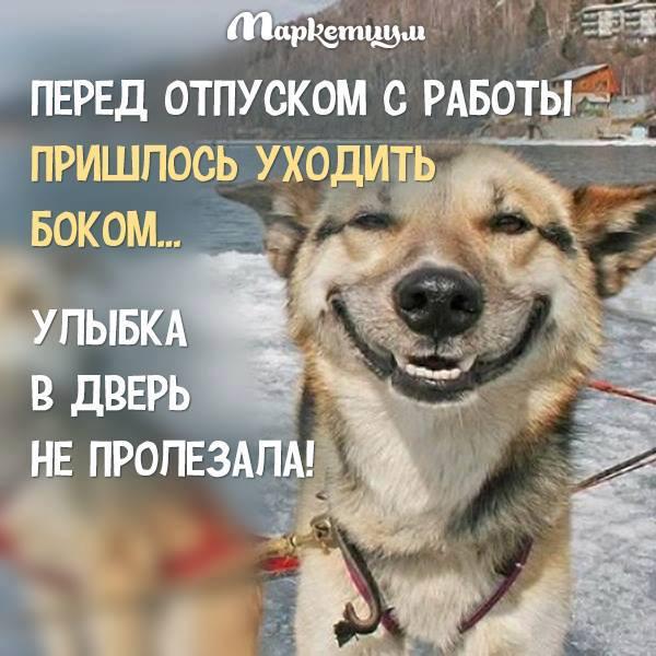 Я перед отпуском картинки прикольные