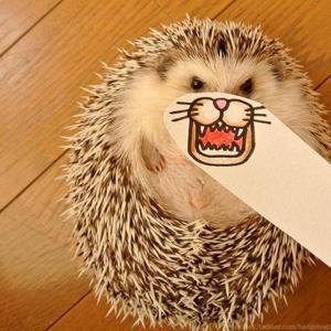 Angry_Hedgehog