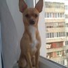 Максим Ивко