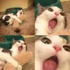 Максим Петропавловский