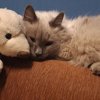 b44c0fb861c82050ddf40e6e710f2e89 100 100 кедровый бор санаторий телефон