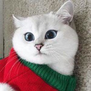 Натусик Калье
