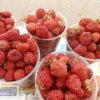 Офелия Манукян