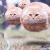 котяра