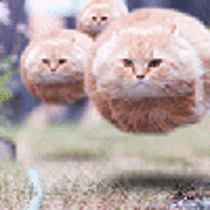 котяра