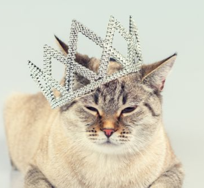 Котик с короной. Британский кот с короной. Серая кошка в короне. Кот в короне