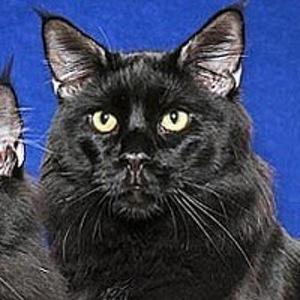 Чеширский Кот