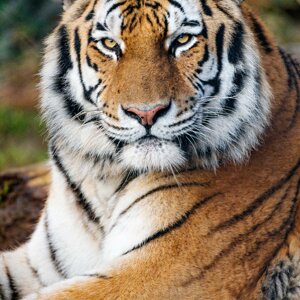 Тарасов Илья