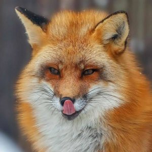 Злой Fox