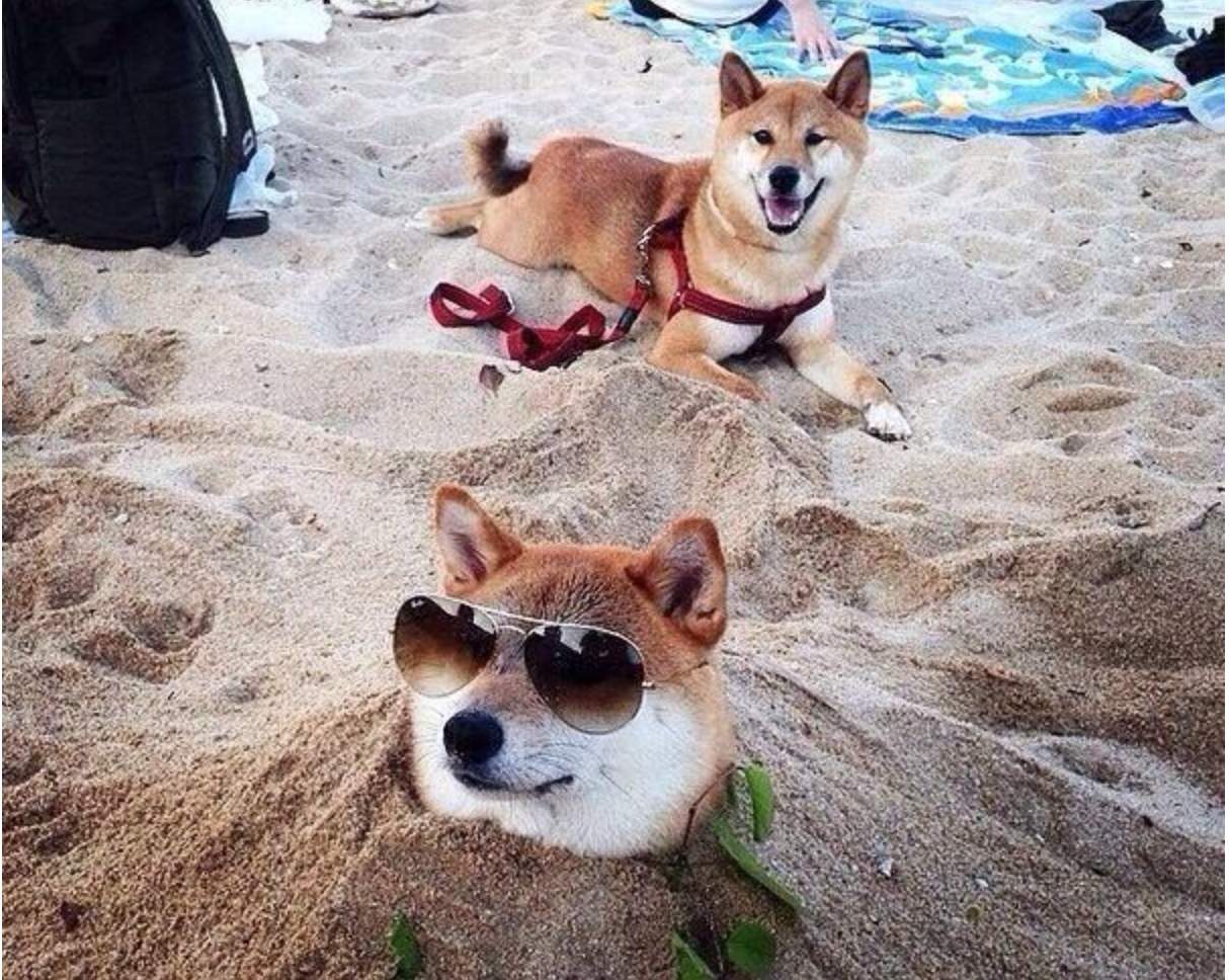 собаки на пляже