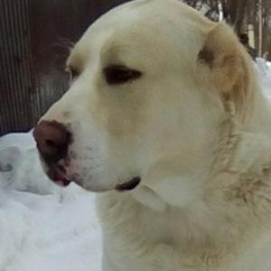 Светлана Соснина