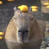 capybarmen