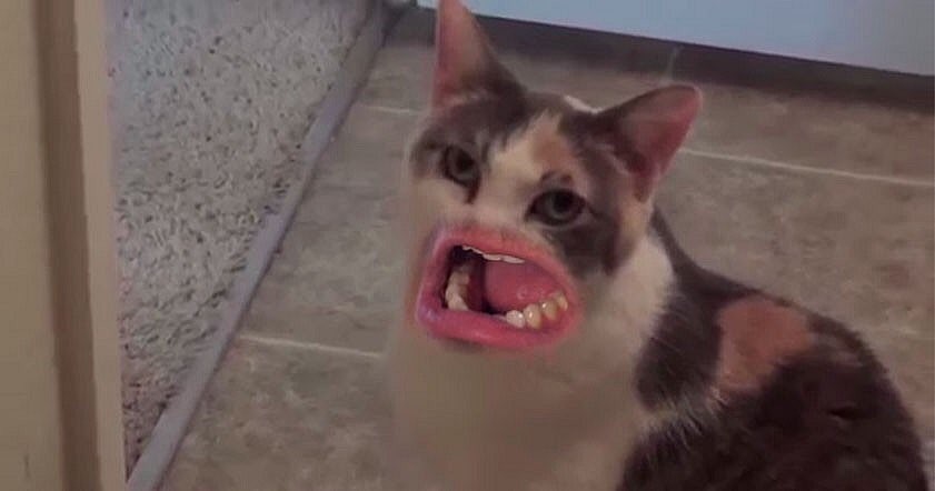 Кот мем с ртом