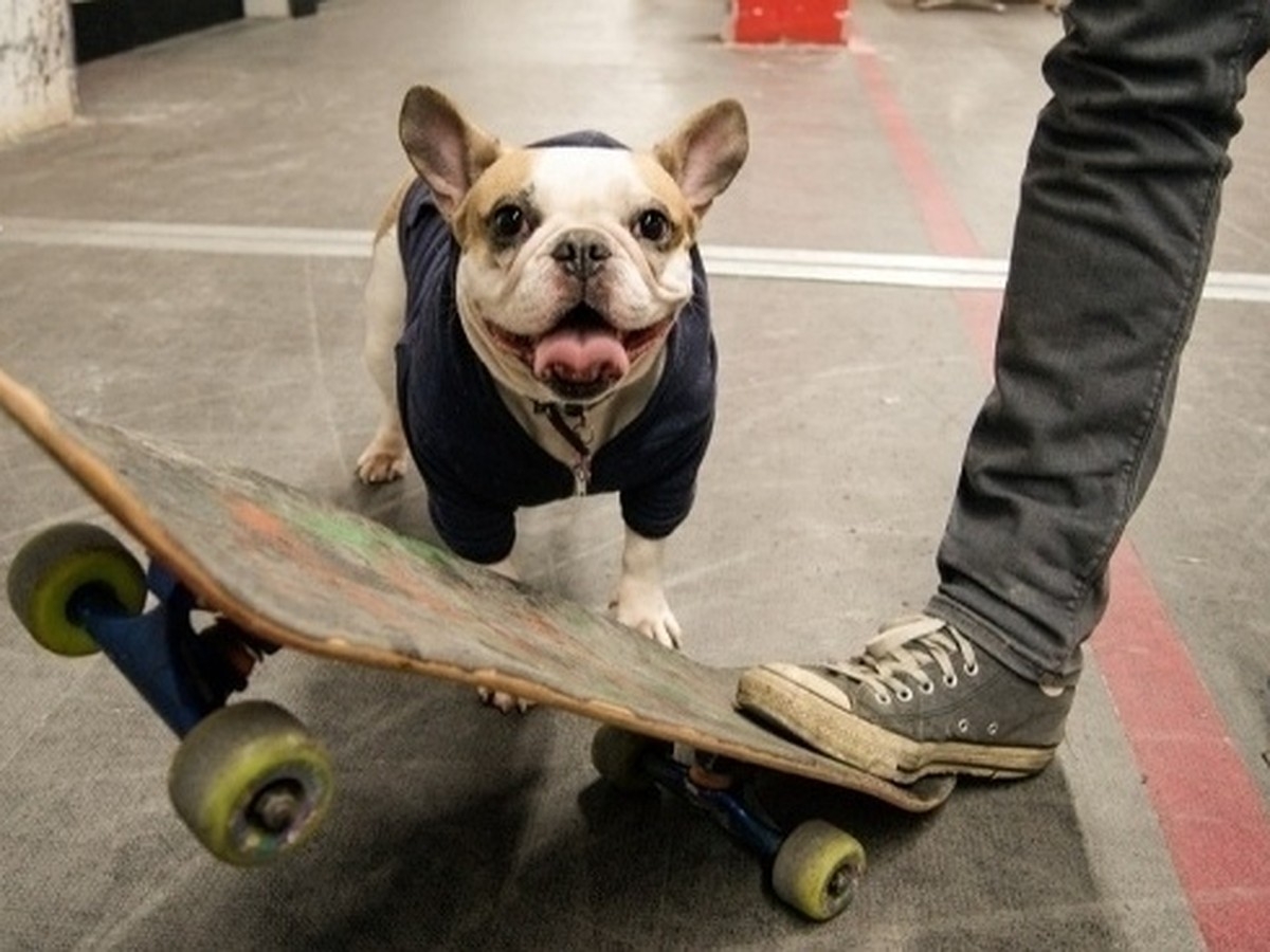 Собака на скейте. Собака на скейте. Собака на скейтборде. Бульдог отто на скейте. Собака на скейте.