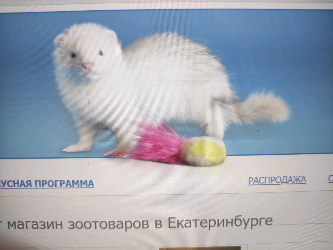 Зооурал Интернет Магазин Екатеринбург Официальный Сайт