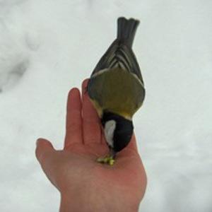 Ульяна Ярощук