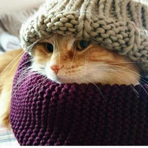 кот матвей