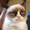 grumpy cat