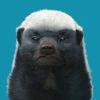 Honey_Badger