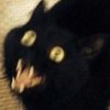 Avocato