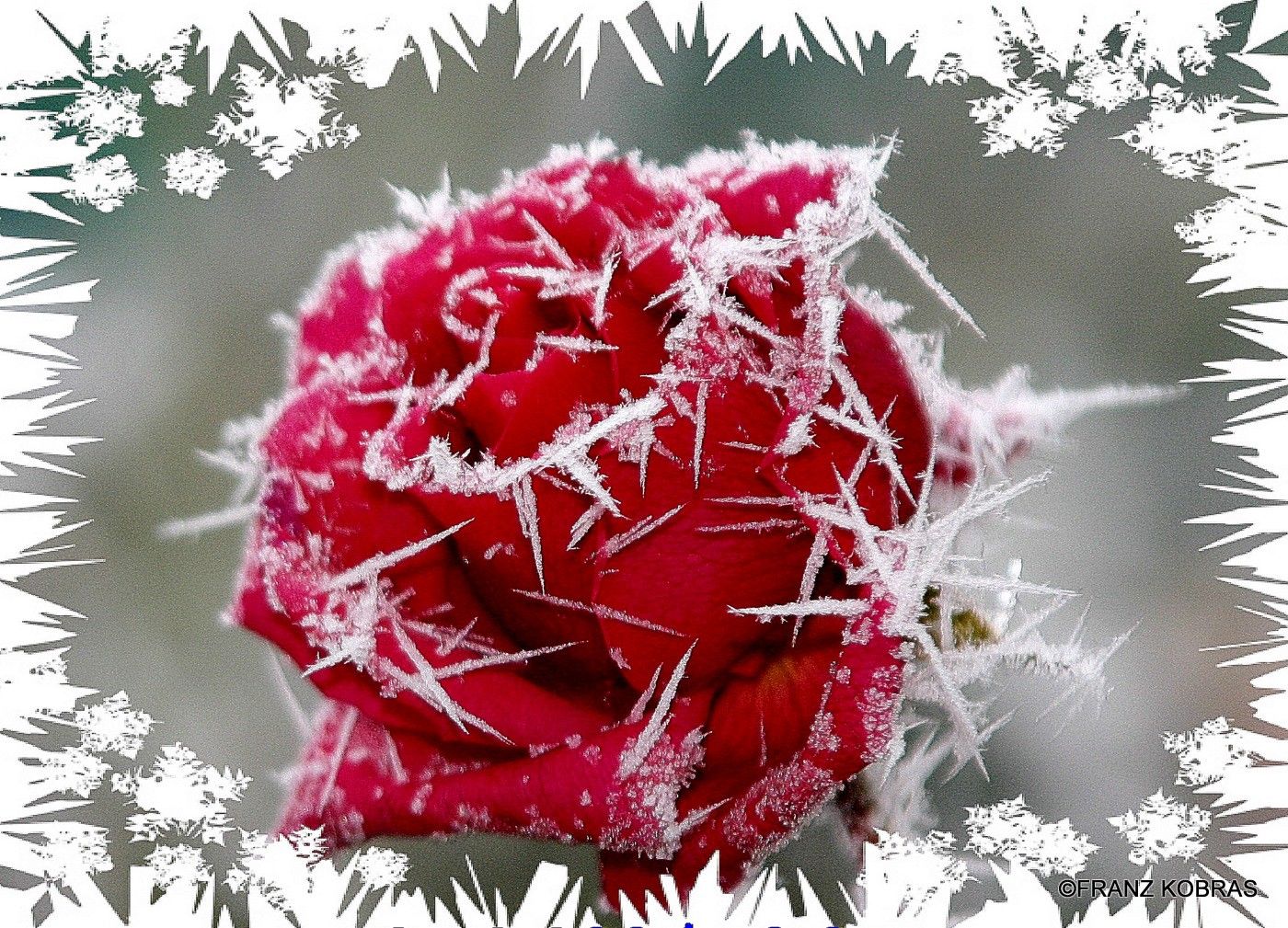 розы в снегу картинки красивые