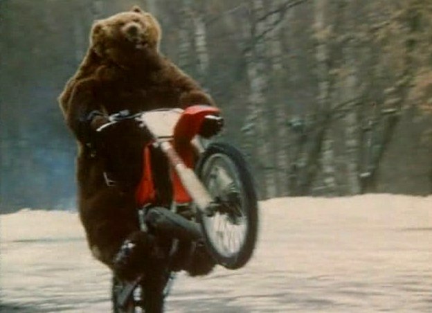 Weekend Awesome - Bear Riding a Ducati Scrambler Ducati scrambler, Ducati, Ridin