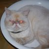 Котофей
