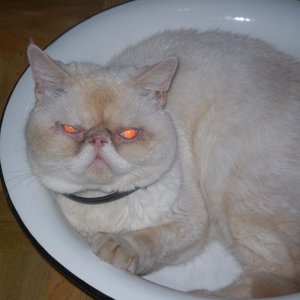 Котофей