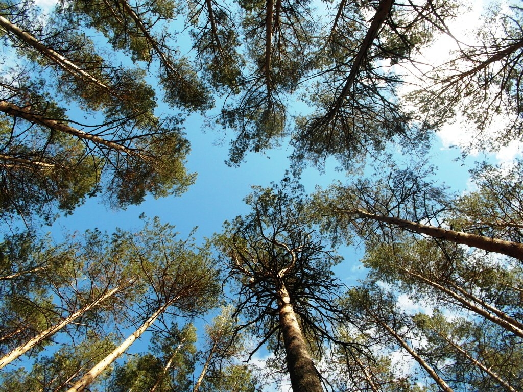 Деревья Новосибирска Фото