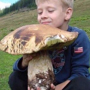 Смолов