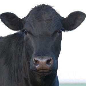 Big Black Cow