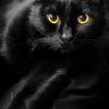 Blackcat