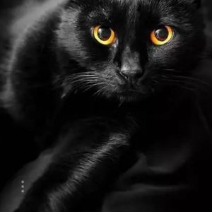 Blackcat