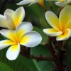 Plumeria