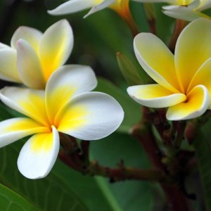 Plumeria