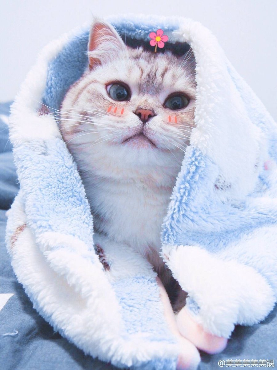 Фото котиков на аву милых