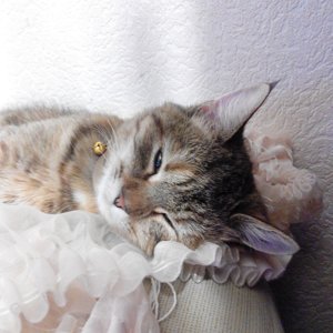 Anna Rzhevskaya