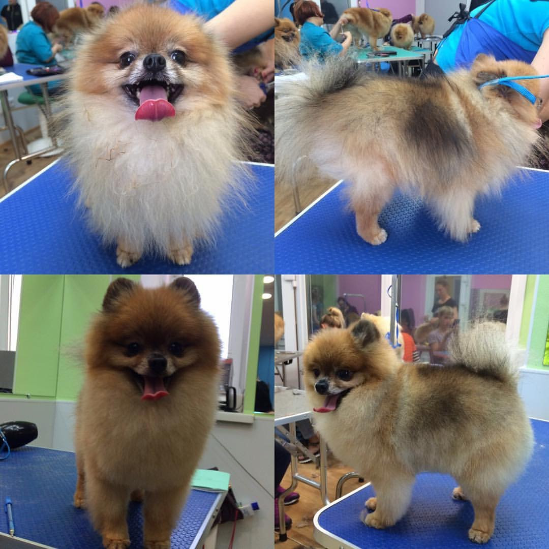 Груминг екатеринбург верх-исетский. Груминг екатеринбург. Груминг екатеринбург. Грумер свердловский. Груминг екатеринбург верх-исетский.