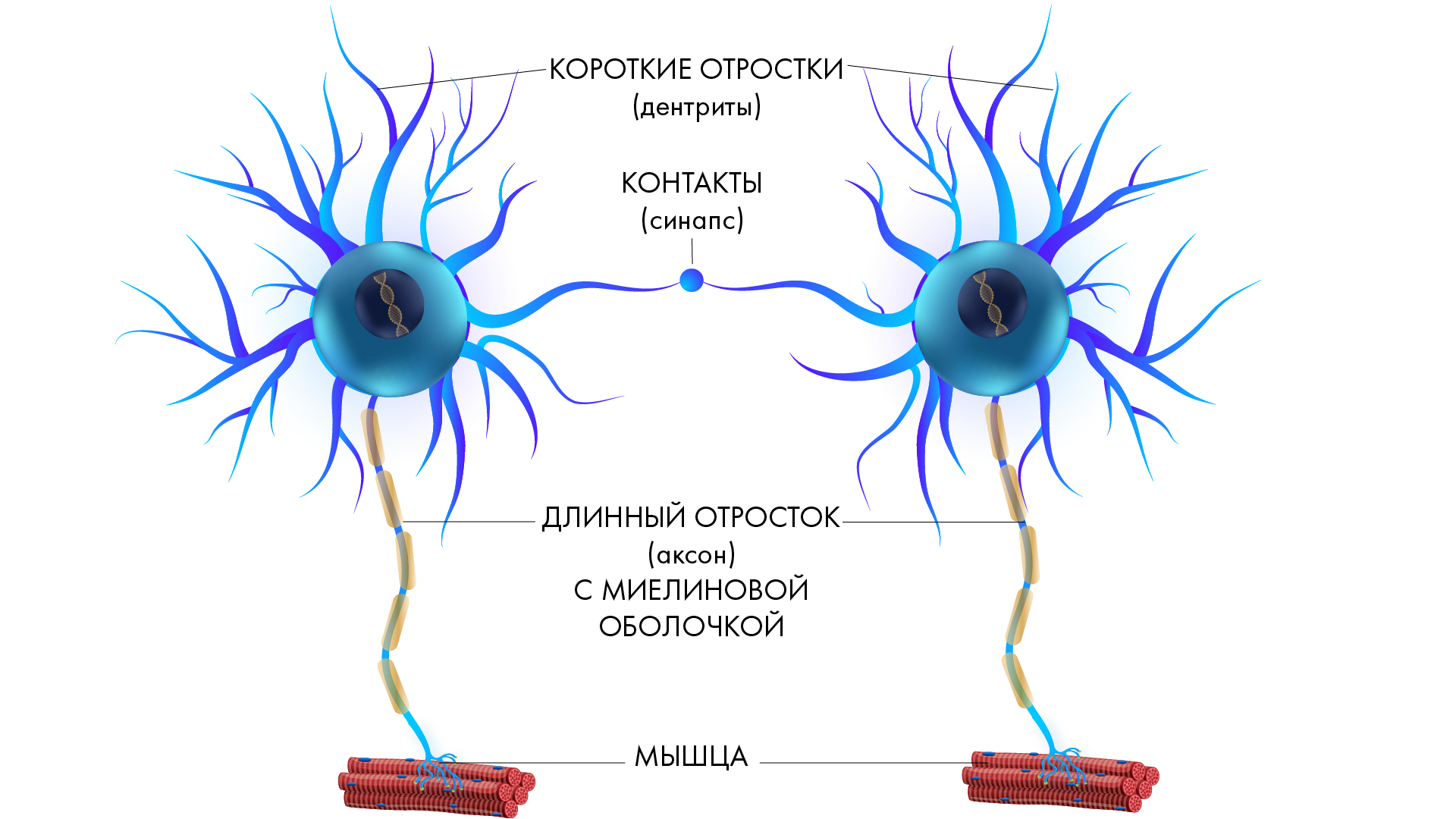Нейрон мышца. Нейронный мозг. Короткие и длинные отростки нейрона. Короткий отросток нервной клетки. Нервная ткань.