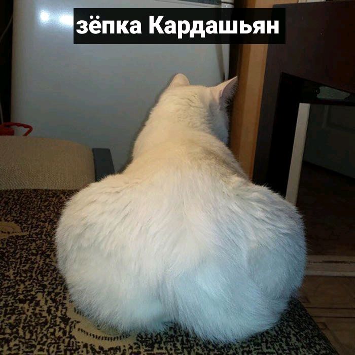 Как выглядит попа кота