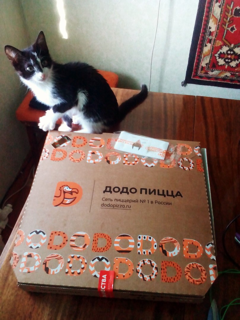 Додо пицца первомайская 56 рязань. Достер додо. Додо пицца в кировске. Молодая девушка с пиццей додо. Додо пиццмейкер.
