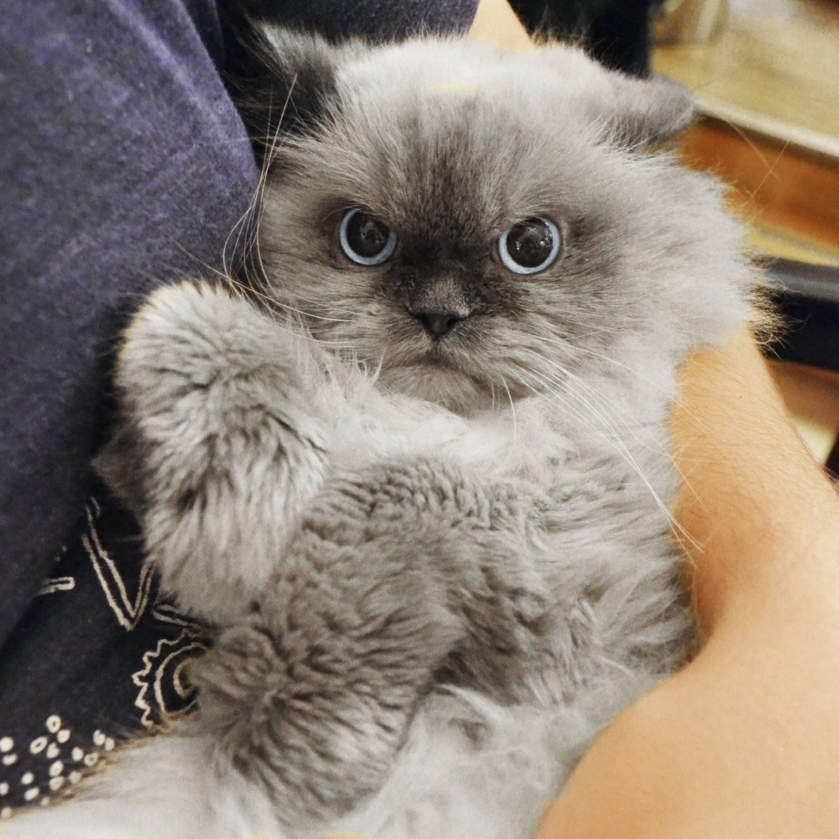 Мили котики