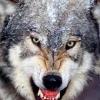 wolfflowster