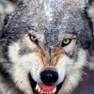 wolfflowster