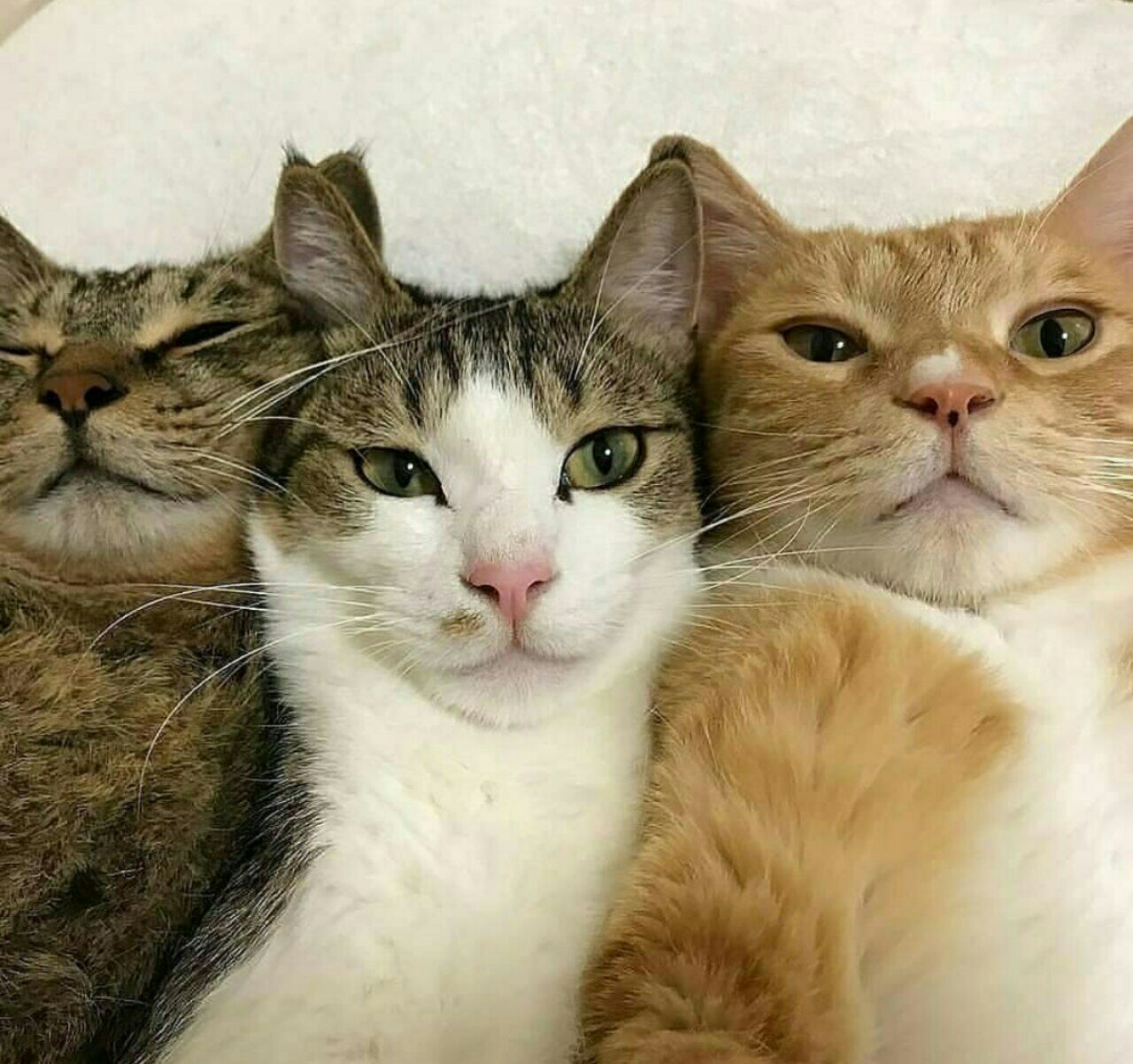 Кот тремот. Три кошки. Веселые кошки. Три смешных кота. Четыре кота.