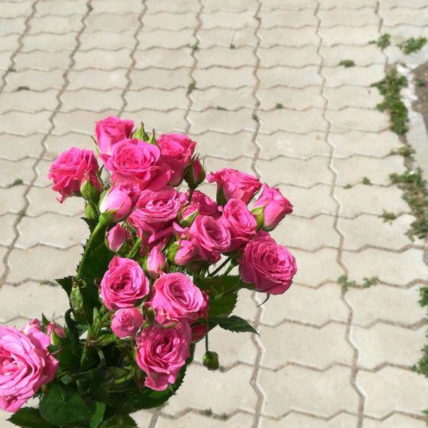 Розы Брянск. Купить розы в брянске