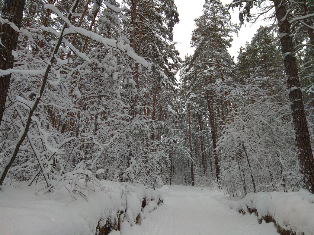 Городская Лыжня Новосибирск